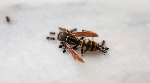 Snail Video stock 26027506