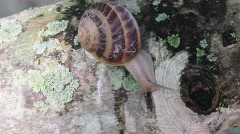 Snail Stock Footage 35410796