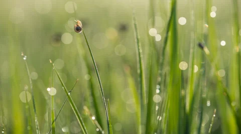 Snail Video stock 39581661