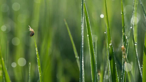 Snail Stockbeeldmateriaal 39581708