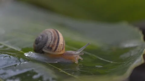 Snail Stock Footage 42647023