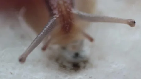 Snail Stock Footage 43794756