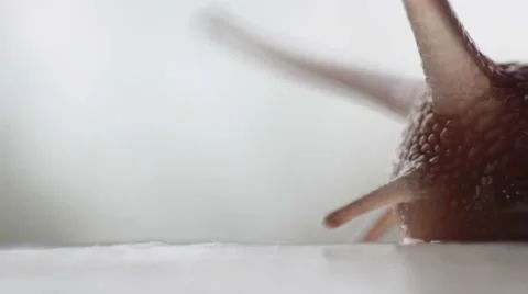 Snail Stock Footage 43794823