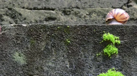 Snail  Stock Footage 62375830