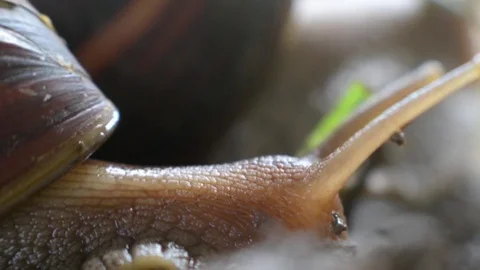 Snail Stock Footage