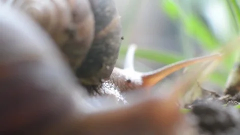 Snail 스톡 동영상 72701229