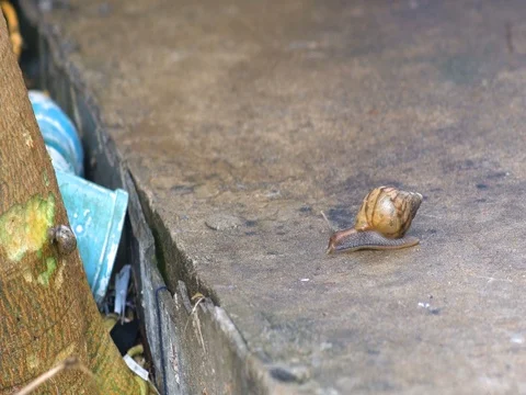 Snail Stock-Footage 73504536