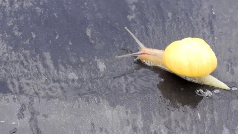 Snail Stock Footage 77128046