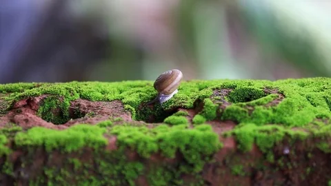 Snail Stock Footage 77374656