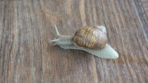 Snail Stock Footage 77909437