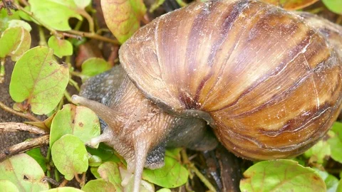 Snail Stock Footage 78613425