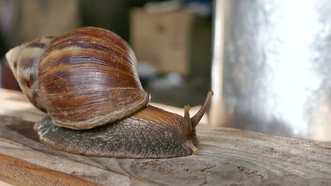 Snail Stock Footage 78614159