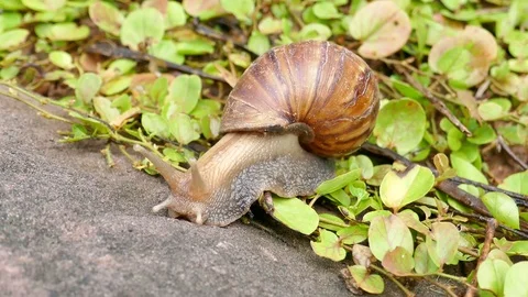 Snail Stock Footage 78614848