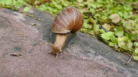 Snail Stock Footage 78615704