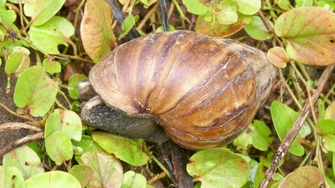 Snail Stock Footage 78616640