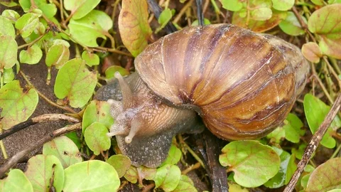 Snail Stock Footage 78618175