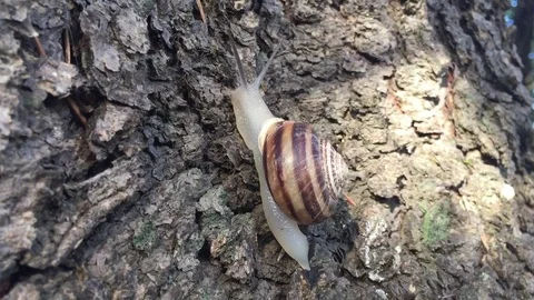 Snail 스톡 동영상 78717714