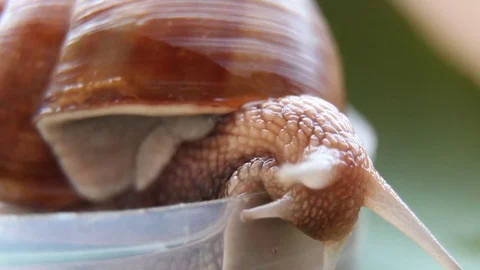 The Snail Stock Footage 79843001