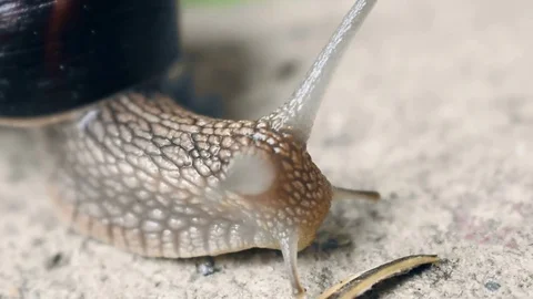 Snail Stock Footage