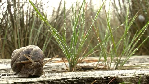 Snail 스톡 동영상 86418487
