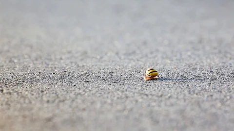 Snail Stock Footage 88645426