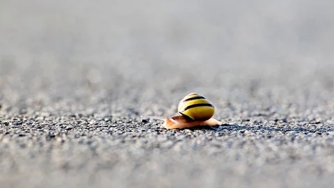 Snail Stock Footage 88645434