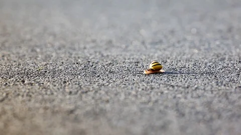 Snail Stock Footage 88645435