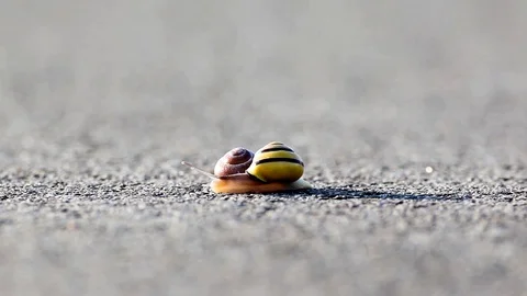 Snail Stock Footage 88645448