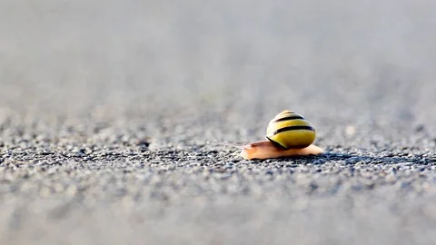 Snail Stock Footage 88645449