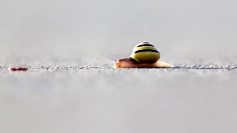 Snail Stock Footage 88645461