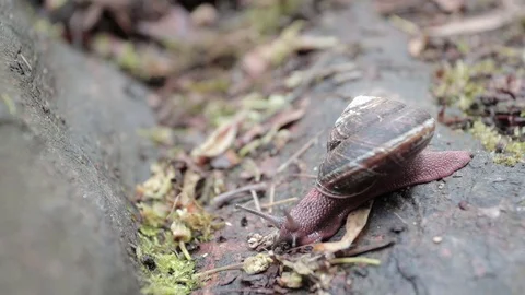 Snail 動画素材 89396862