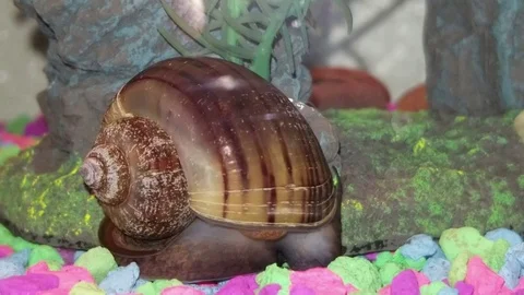 Snail Video stock 94195801