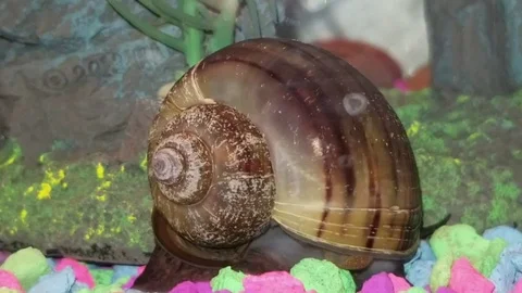Snail Video stock 94195810