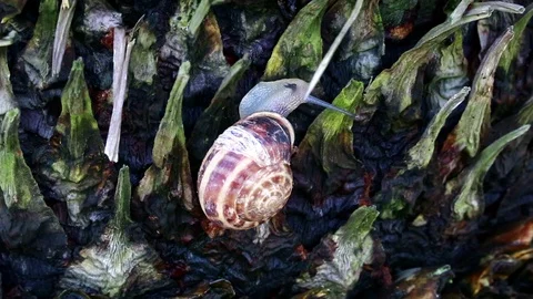 Snail Stock Footage 94869027