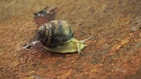 Snail Stock Footage 94968394