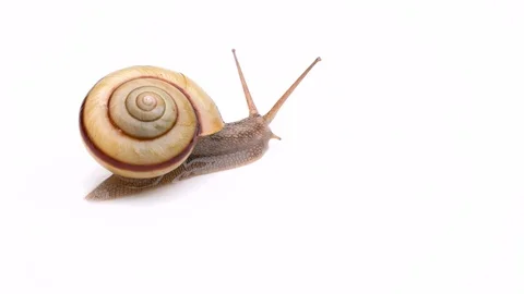 Snail Stock Footage 99888920