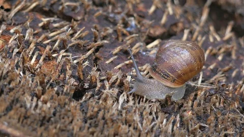 Snail Stock Footage 102260992