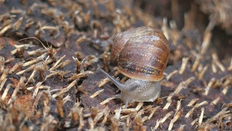 Snail Stock Footage 102266910
