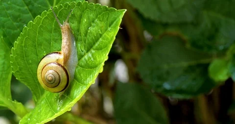 Snail Stock Footage 103967077