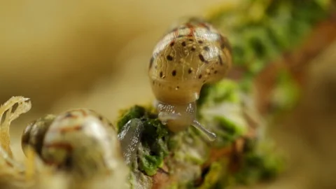 Snail Video stock 120691769