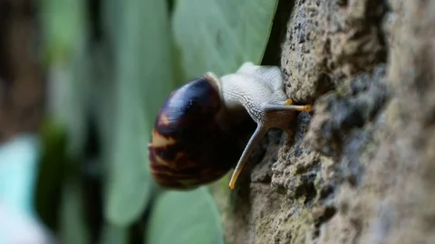 Snail Stock Footage 127409987