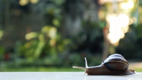 Snail Stock Footage 127411352