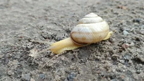 Snail Stock Footage 132140593