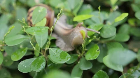 Snail Stockbeeldmateriaal 139460621