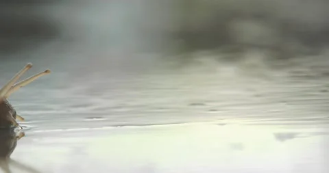 Snail Stock Footage 146611962