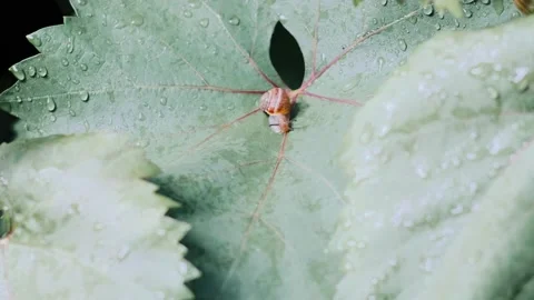 Snail Видео 147545408