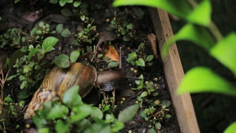 Snail Stock Footage 147923242