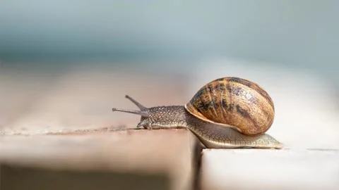 Snail Stock Footage 154794684