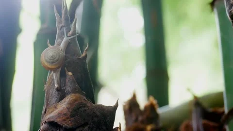Snail Stock Footage 161774676