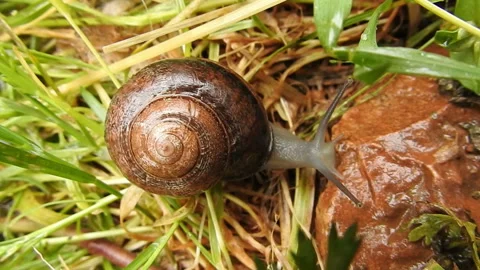 SNAIL 스톡 동영상 162974786